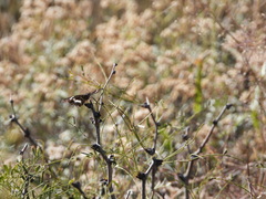 Chlosyne lacinia crocale