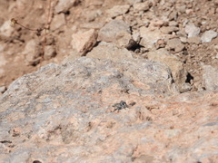 Nevadasilus blantoni