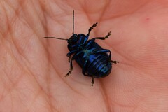 Oreina caerulea