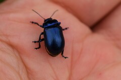 Oreina caerulea