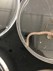 Glycera dibranchiata