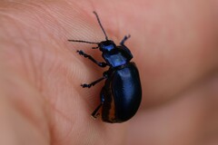 Oreina caerulea