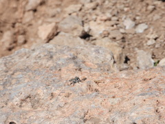 Nevadasilus blantoni
