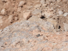 Nevadasilus blantoni