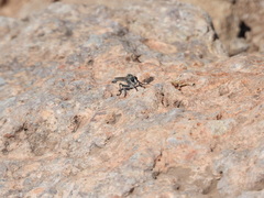 Nevadasilus blantoni