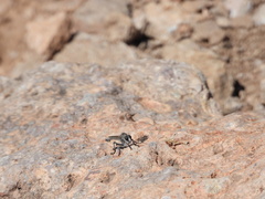 Nevadasilus blantoni