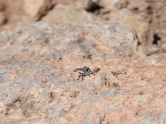 Nevadasilus blantoni