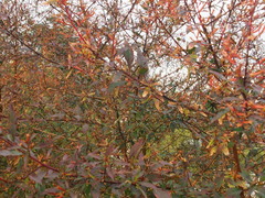 Ludwigia hyssopifolia