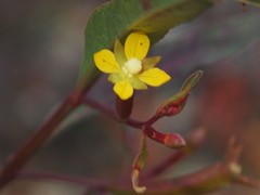 Ludwigia hyssopifolia