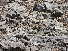 Schistocerca albolineata