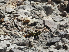 Schistocerca albolineata