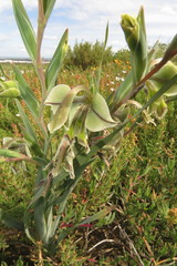 Gladiolus orchidiflorus