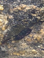 Pachygrapsus transversus