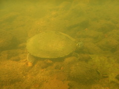 Graptemys ouachitensis