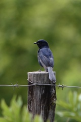 Melaenornis pammelaina