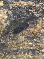 Pachygrapsus transversus