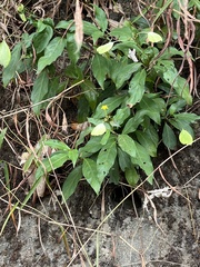 Mussaenda formosanum