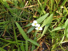 Sagittaria graminea