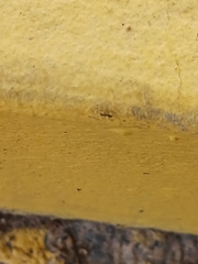 Paratrechina longicornis