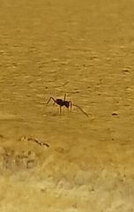 Paratrechina longicornis