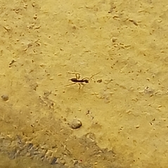 Paratrechina longicornis