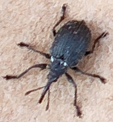 Apioninae