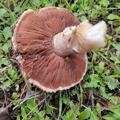 Agaricus incultorum