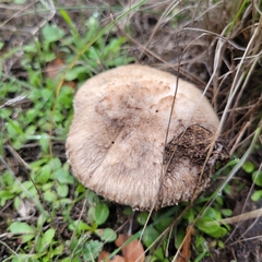 Agaricus incultorum