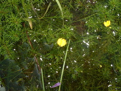 Utricularia gibba