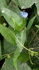 Commelina auriculata
