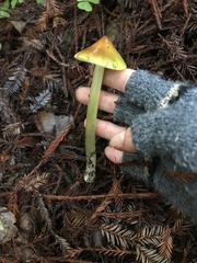 Hygrocybe singeri