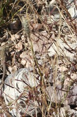 Enneapogon desvauxii