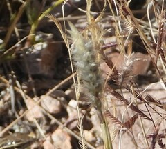 Enneapogon desvauxii