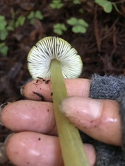 Hygrocybe singeri