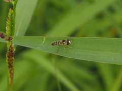 Ischiodon scutellaris
