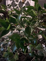 Rhamnus alaternus