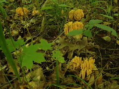 Phaeoclavulina flaccida