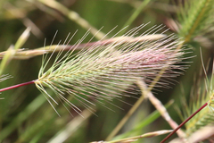 Hordeum marinum