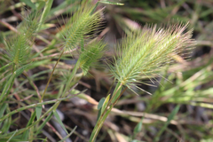 Hordeum marinum