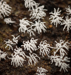 Ceratiomyxa fruticulosa