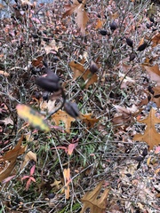 Hypericum prolificum