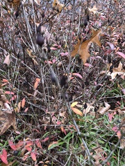 Hypericum prolificum