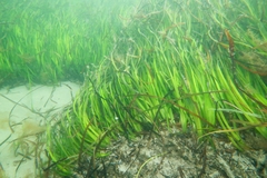 Posidonia australis