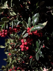 Ilex aquifolium