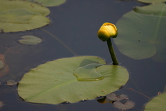 Nuphar variegata