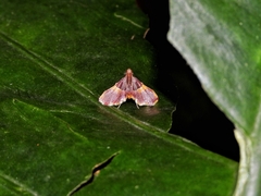 Endotricha mesenterialis