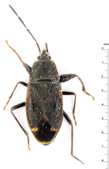 Eremocoris setosus