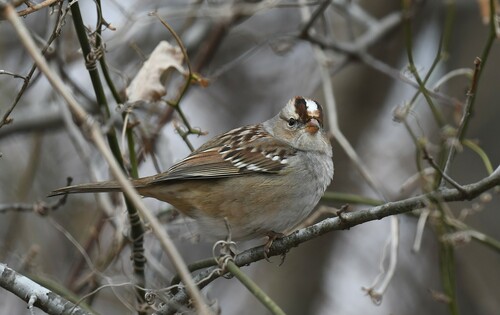 White-crowned Sparrow photographed in Missouri