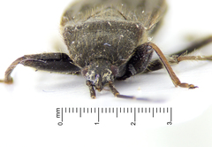 Eremocoris setosus