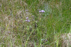 Conoclinium coelestinum